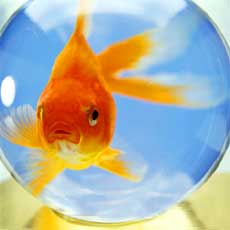 Photo of a goldfish