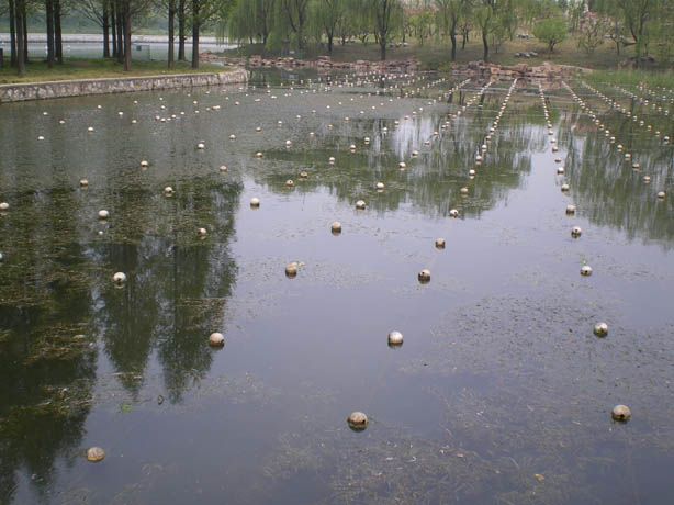 oyster_farm (4)