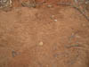 snake_tracks (1)