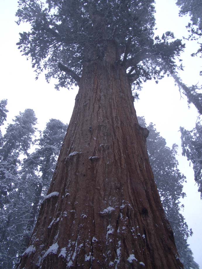 barb_sequoia (6)