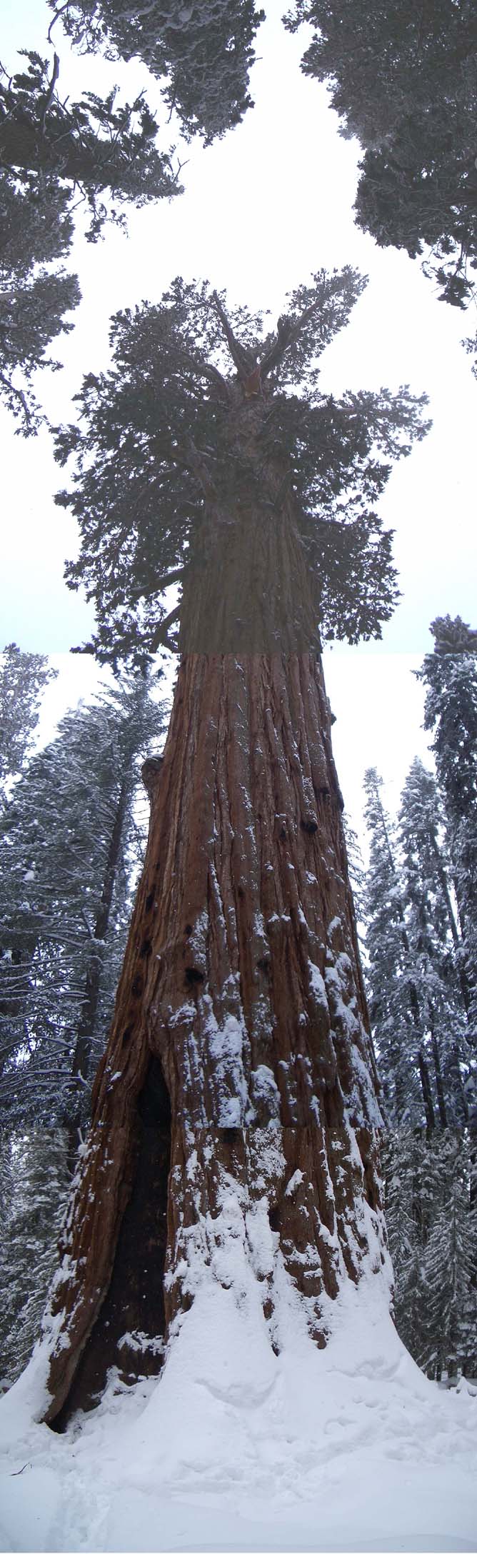 big_tree(1)