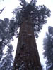 barb_sequoia (13)