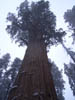 barb_sequoia (7)