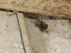 harry_the_spider(5)